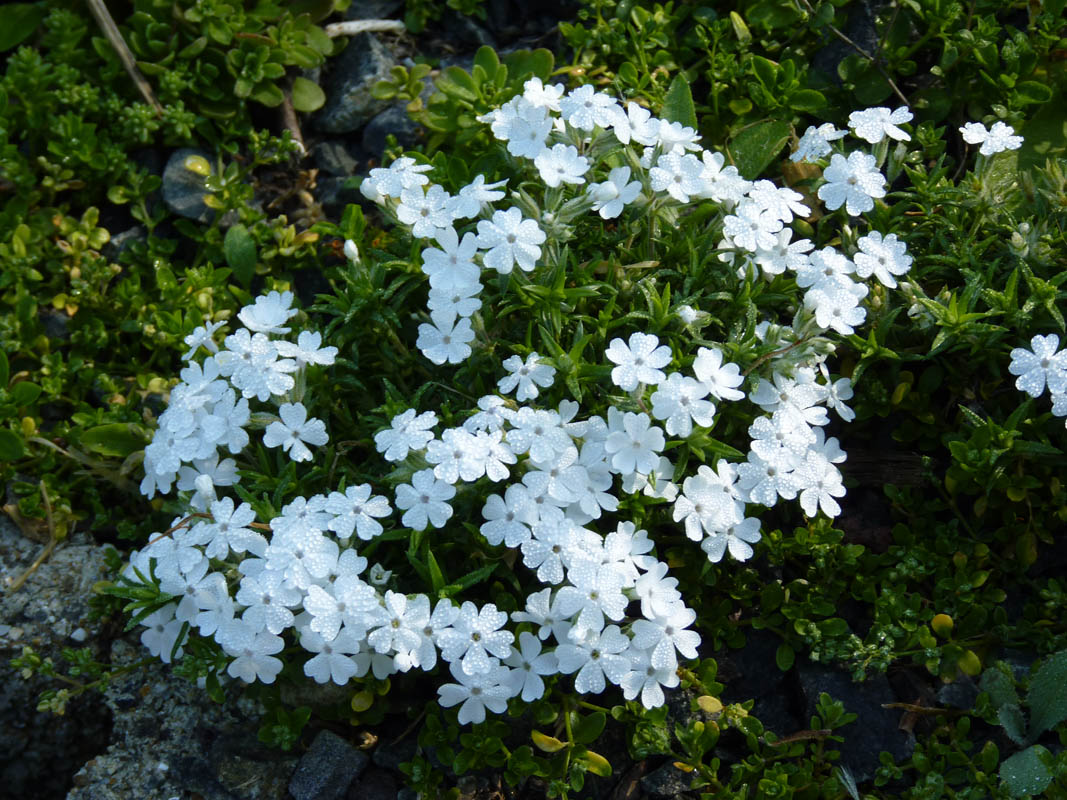 Phlox nivalis 'Nivea' photo